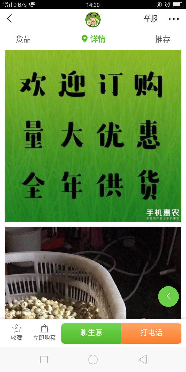 珍珠马蹄 小号 