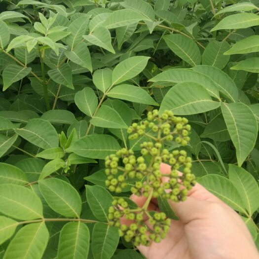 樟树市吴茱萸