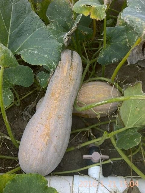 蜜本南瓜  海南东方密本南瓜