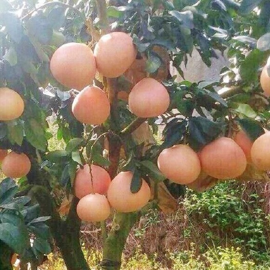 广州三红蜜柚苗 嫁接苗当年种当年挂果果大皮薄、瓤肉无籽，色泽鲜艳
