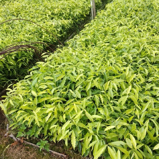 灵山县沉香苗 土沉香，白木香小苗！