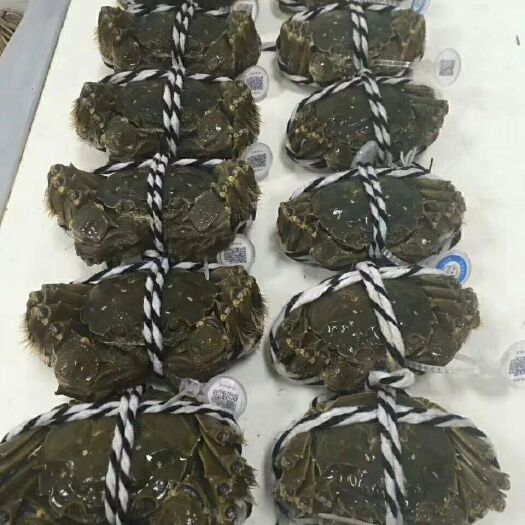 高邮市高邮湖大闸蟹 2.5-3.0两 母蟹
