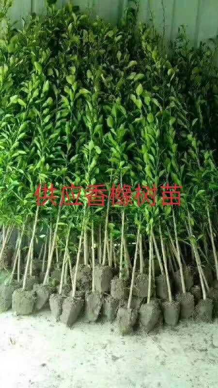 洋县 大量供应香橼树苗