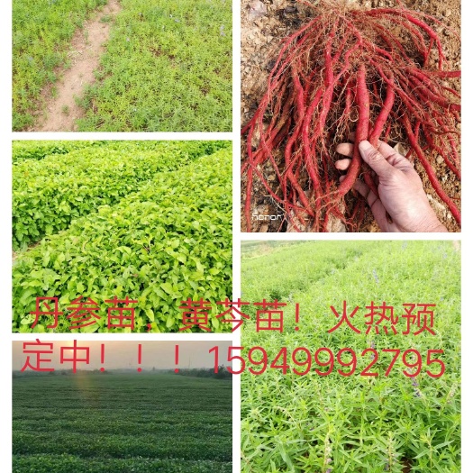 莒县丹参种苗