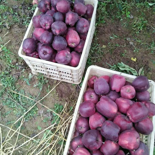 甘谷县花牛苹果 80mm以上 全红 纸+膜袋