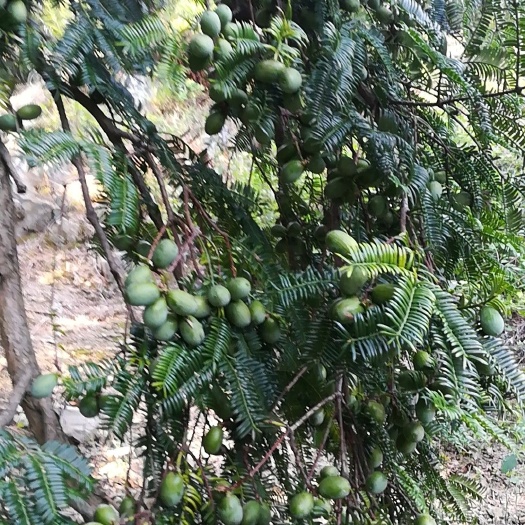 东阳市香榧 3-6个月 包装