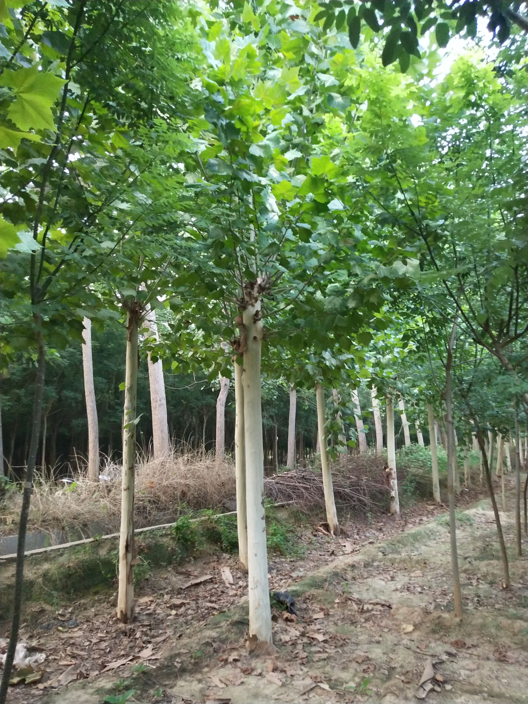 速生法桐 