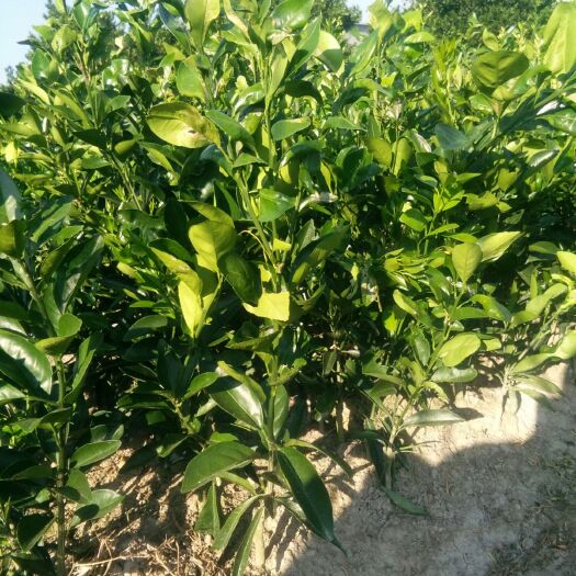 南丰县纽荷尔脐橙苗 嫁接苗 0.5米以下 