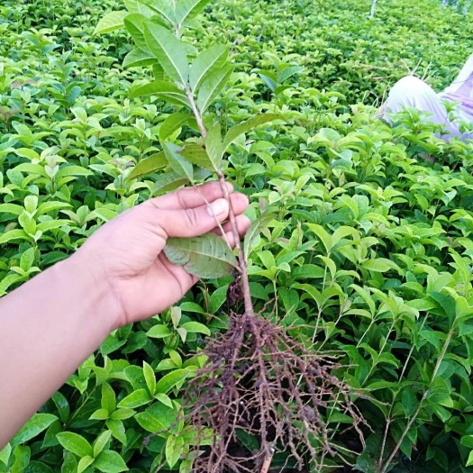 荔浦市四季桂