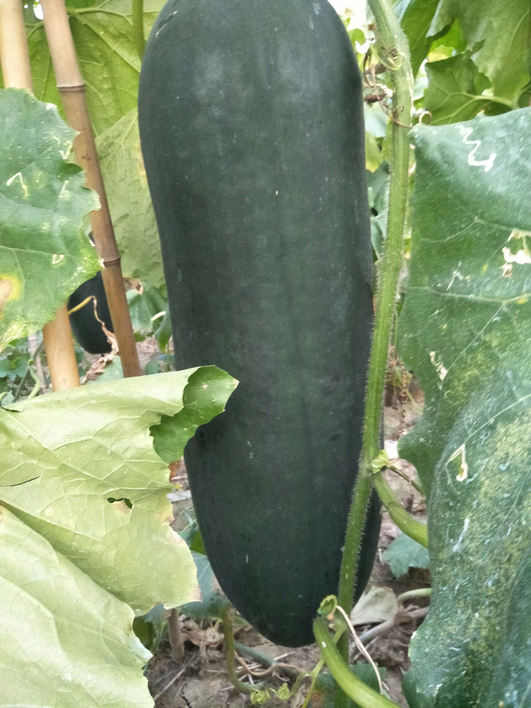 黑皮冬瓜 黑先锋85