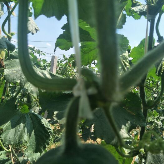 抚顺黑皮冬瓜 20斤以上 黑皮