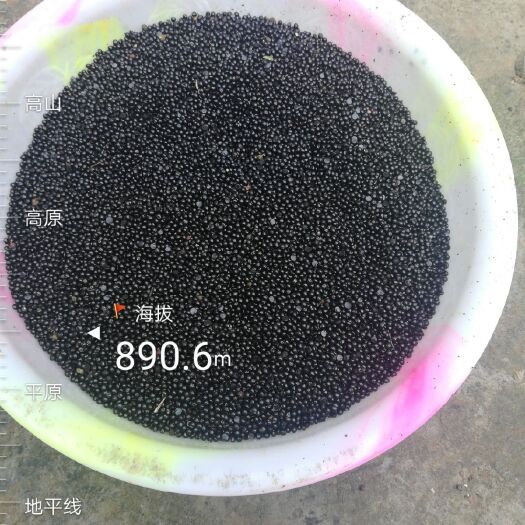 永善县花椒种子