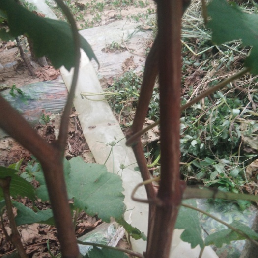 绥中县克伦生葡萄苗