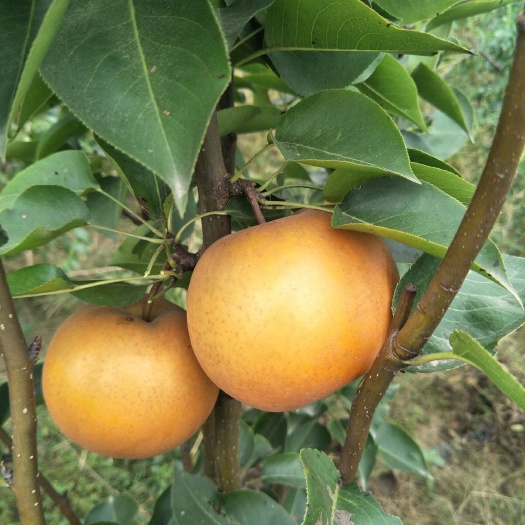 沈丘县晚秋黄梨 450-500g 75mm以上