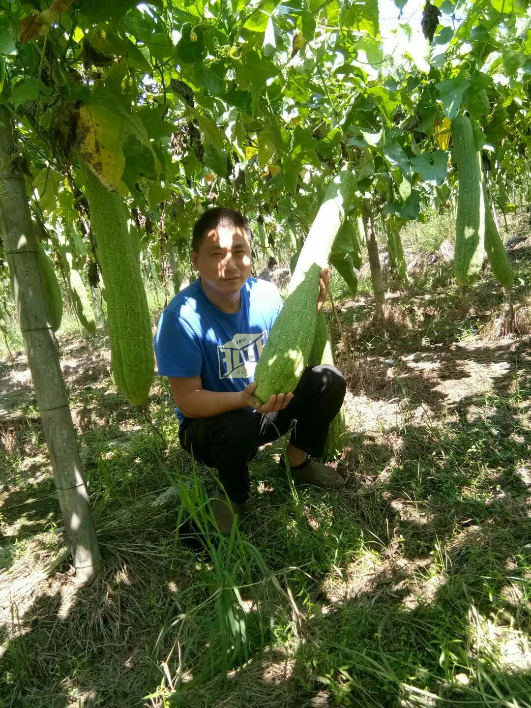 丝瓜络 30cm以下