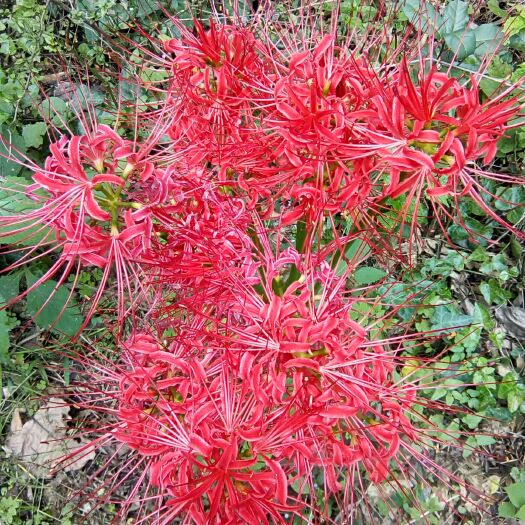远安县彼岸花种子 彼岸花种球