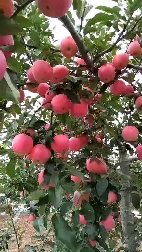 洛川县红富士苹果 纸袋 条红 70mm以上 