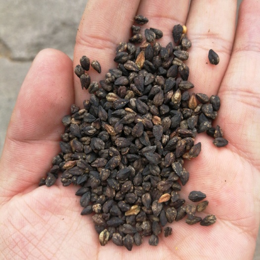 右玉县苦荞麦