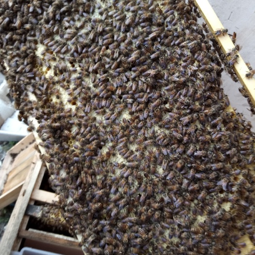 南安市中蜂 中蜂  中华蜜蜂
