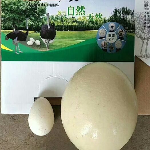 嘉祥县元宝鸡蛋 孵化 礼盒装