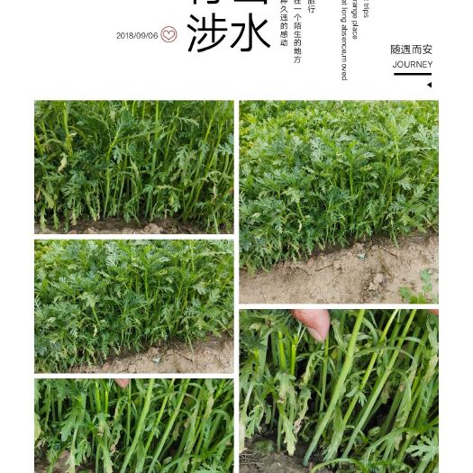 昌邑市茼蒿种子