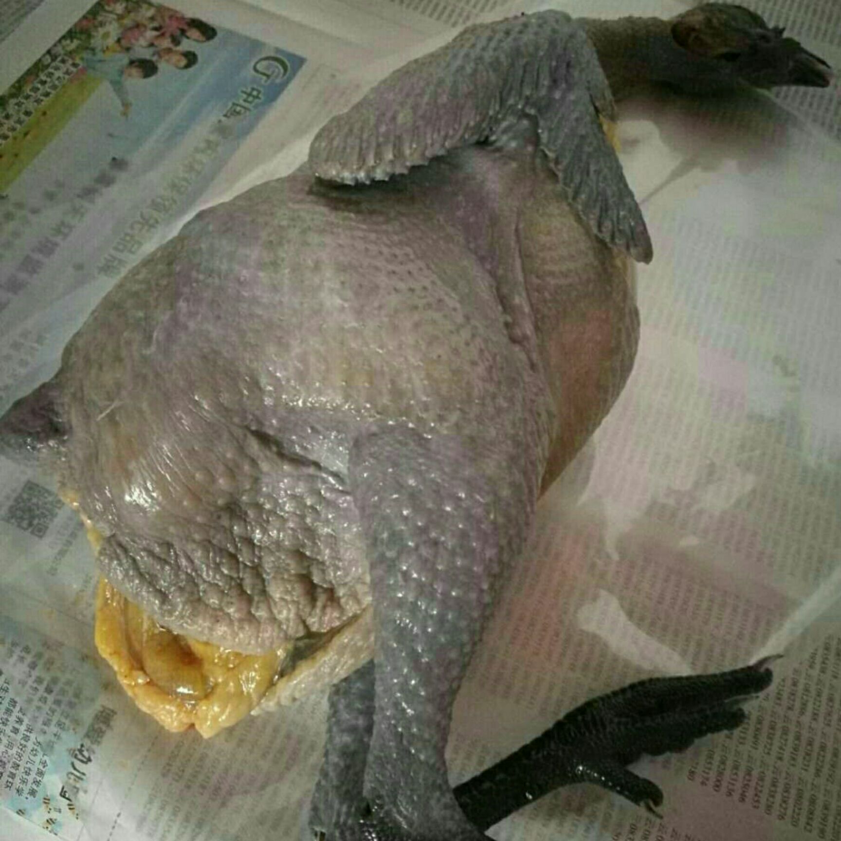 普洱本地土乌骨鸡 月子鸡
