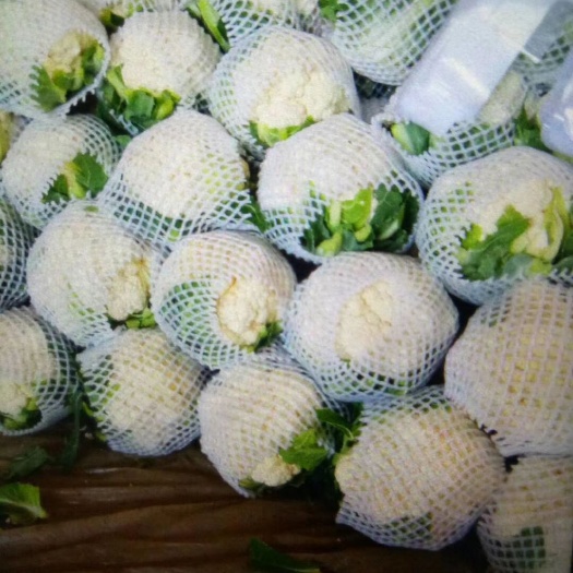 邯郸白花菜花 紧密 河北省邯郸市永年区 1~2斤