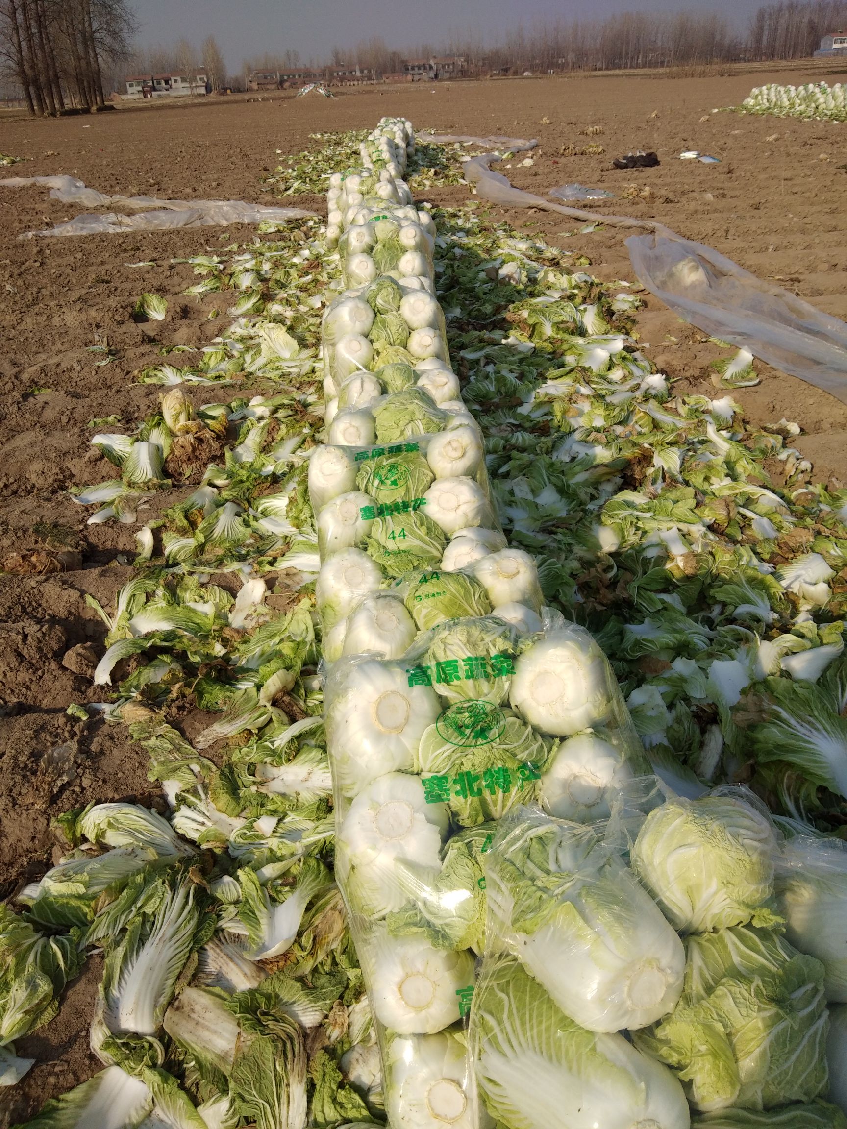 青杂三号白菜，黄心白菜对接超市批发，泡菜加工厂