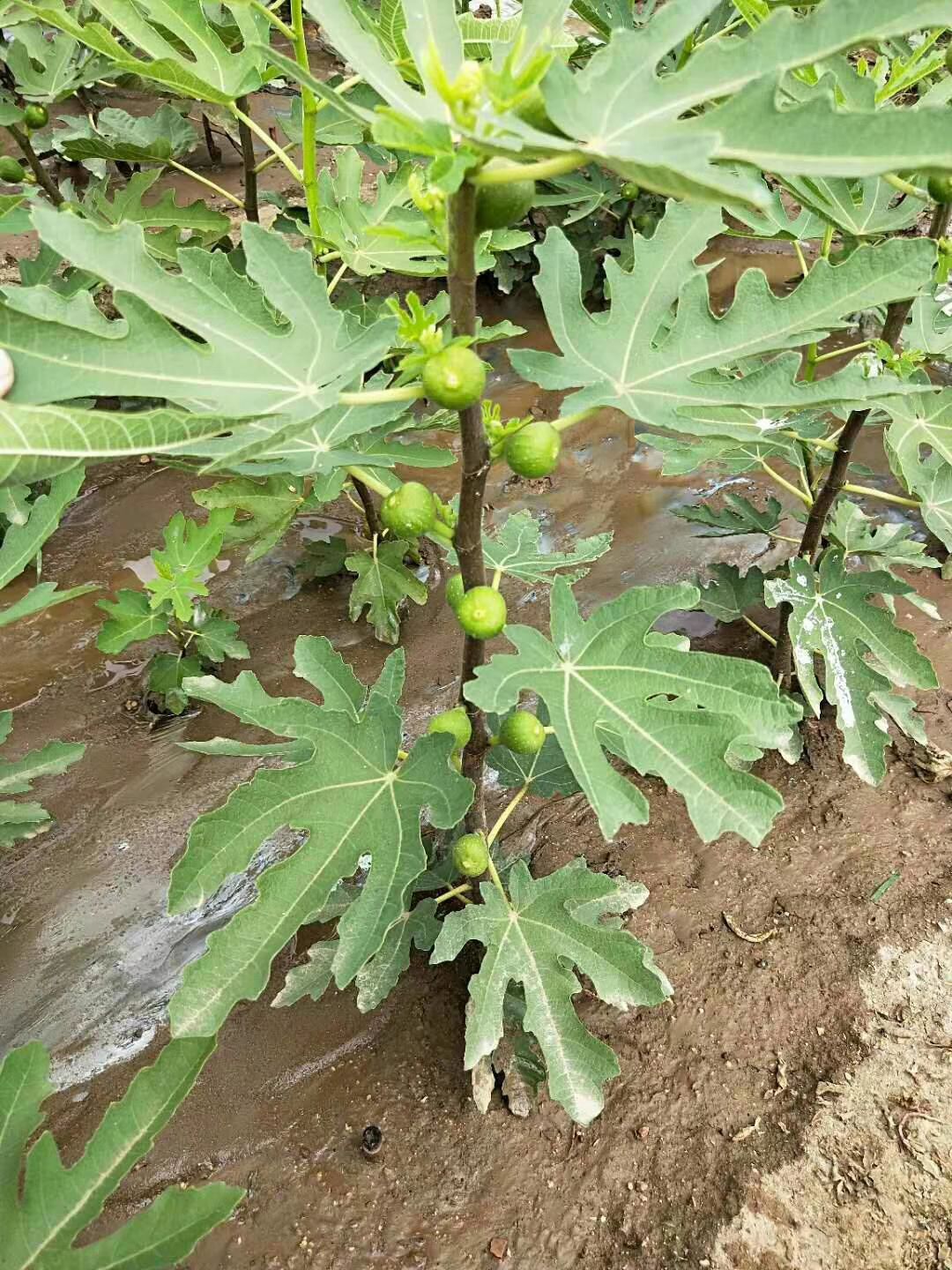 无花果树苗 品种全，山东泰安直发