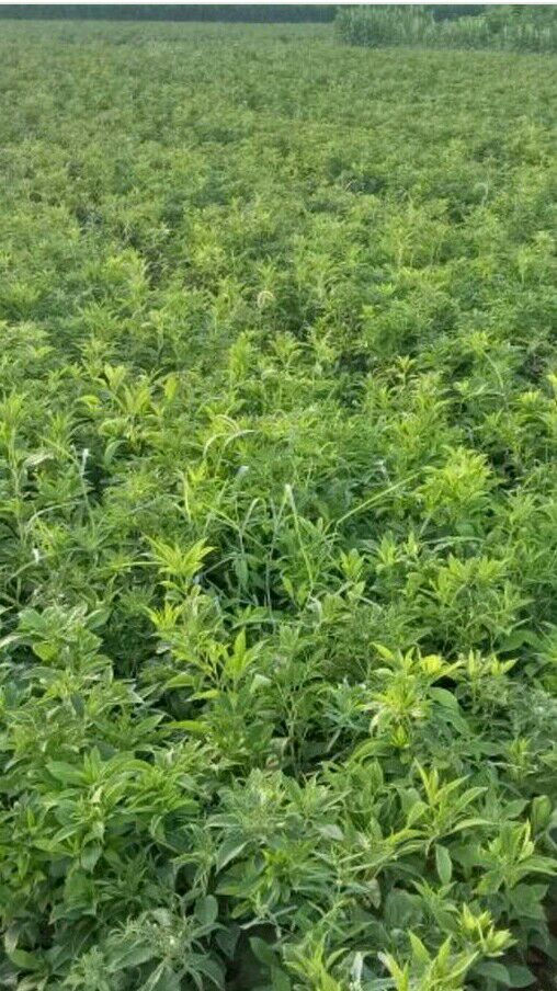  一年改良鲜白术