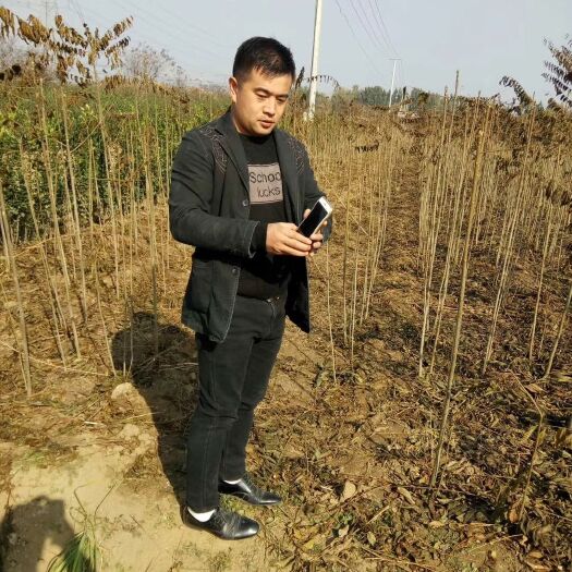 泰安泰山大红石榴树苗