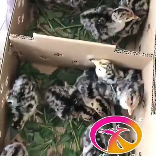 广州火鸡苗 统货