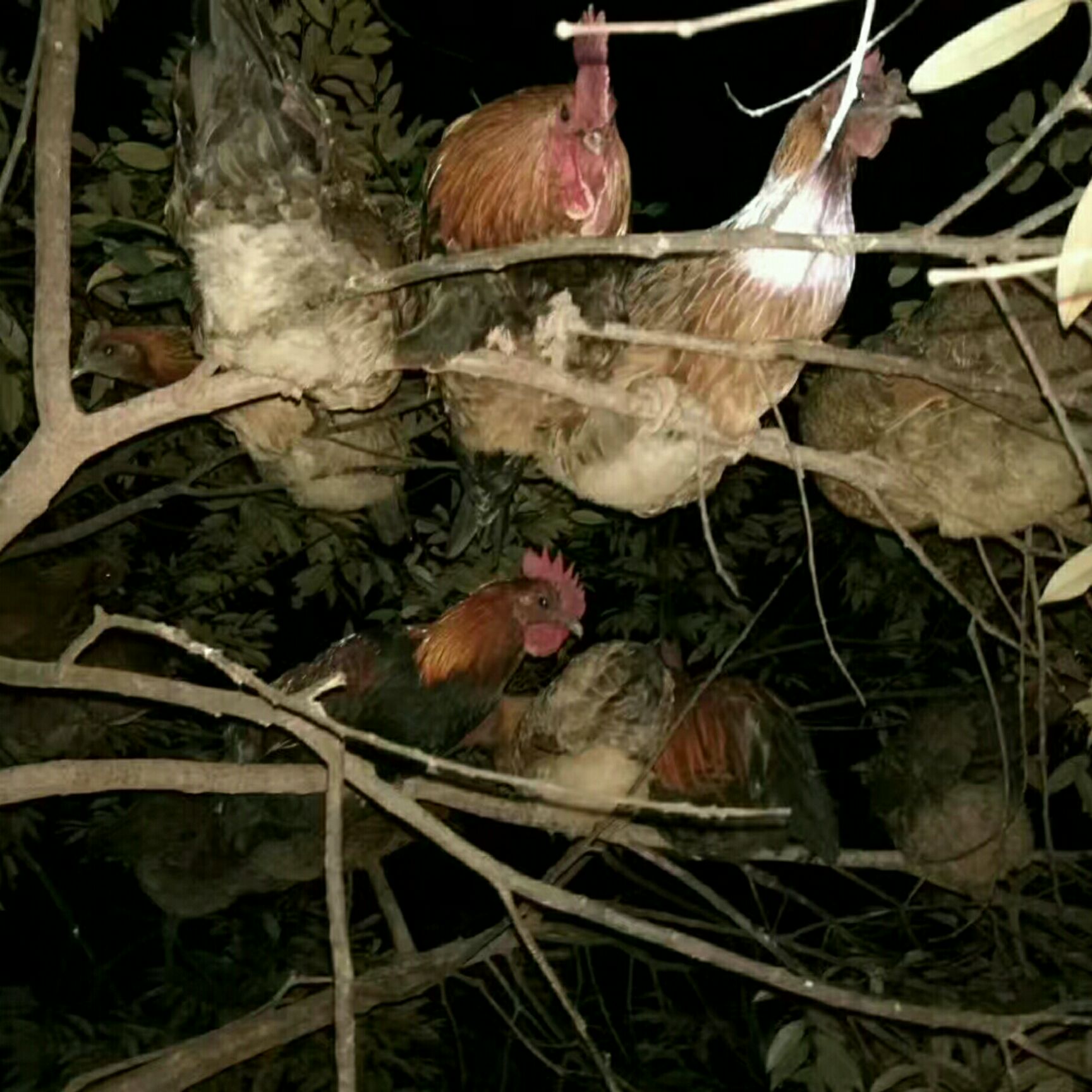普洱本地土乌骨鸡 月子鸡