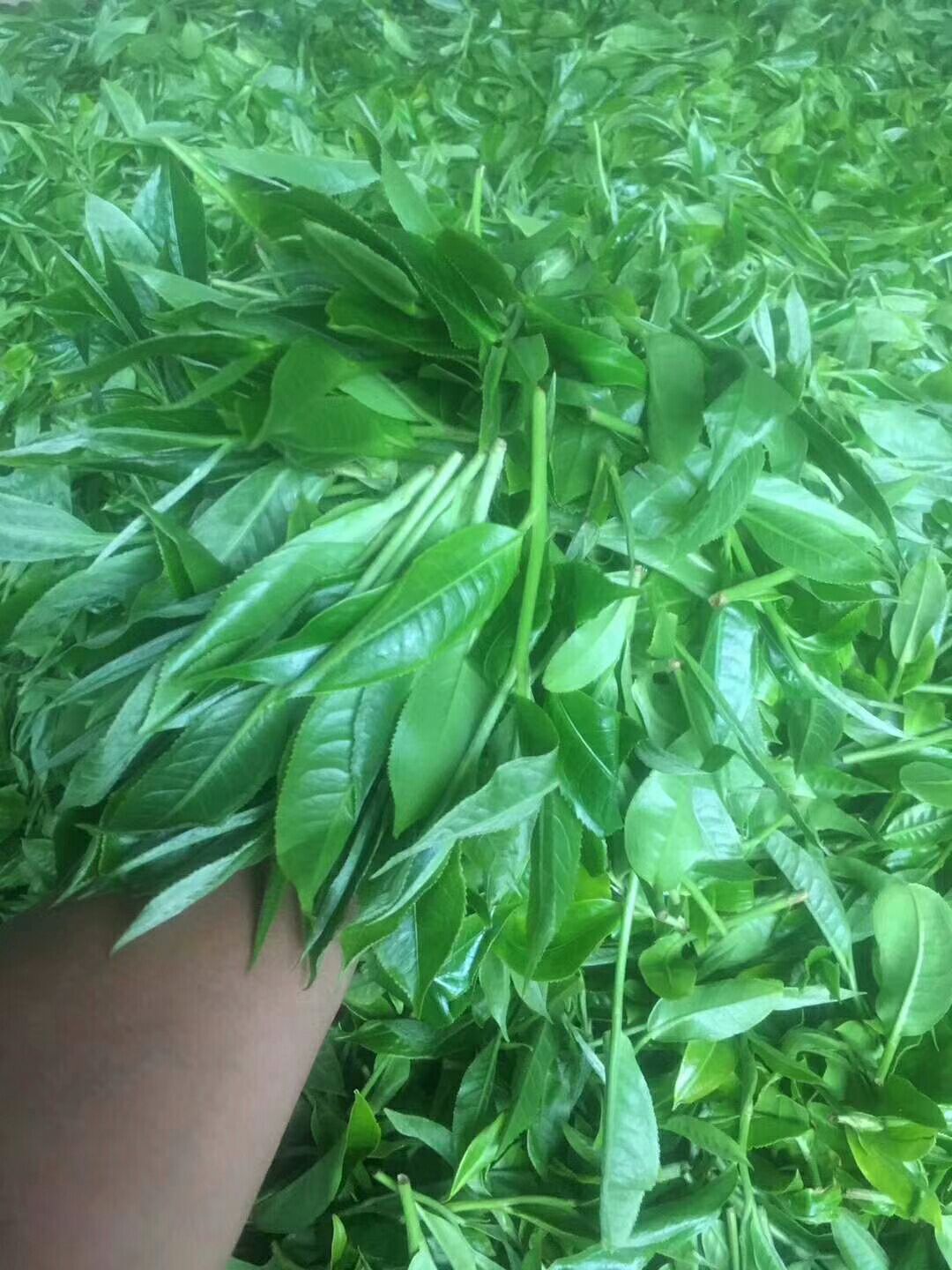 绿杨春茶叶 袋装 二级