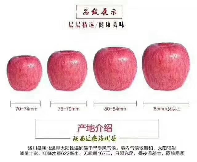 红富士苹果 纸袋 条红 75mm以上 