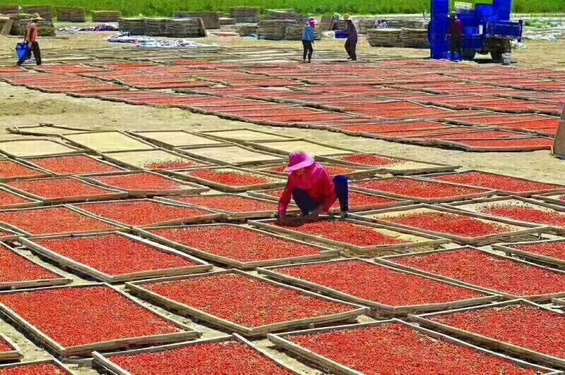 红枸杞  宁夏枸杞，干度足 果型好 无破粒 夏天卖不会粘