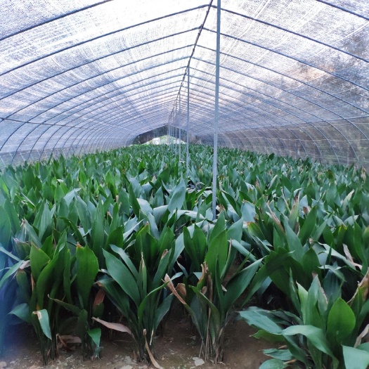 沭阳县大叶万年青  一叶兰盆栽四季常青绿植蜘蛛抱蛋
