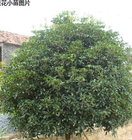 九江桂花树苗