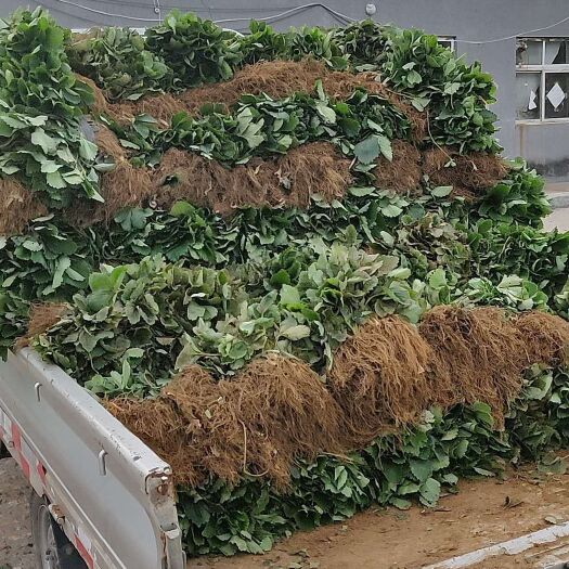 红颜草莓苗 地栽苗 20~30公分
