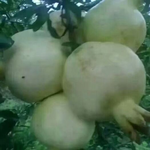 白花玉石籽石榴