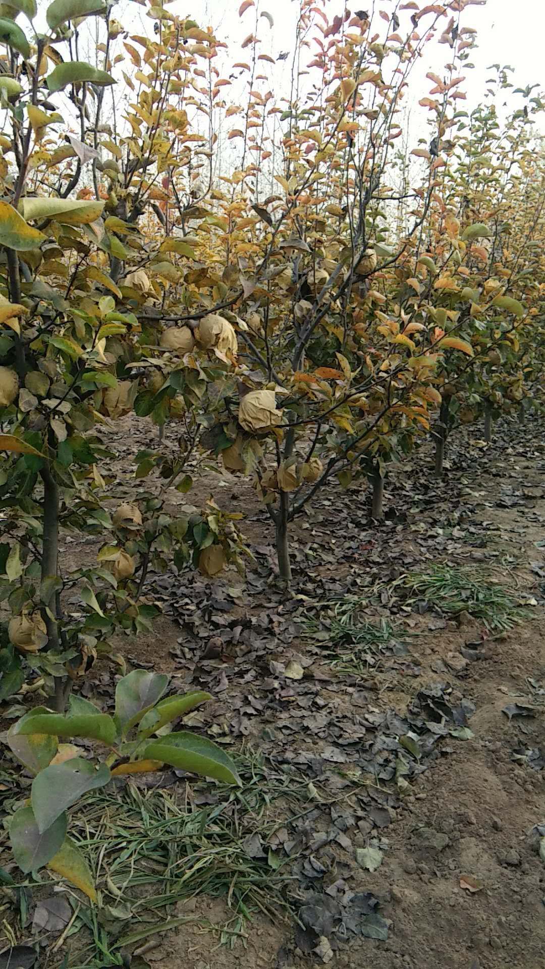 晚秋黄梨  丰水梨产地直销！价格便宜！