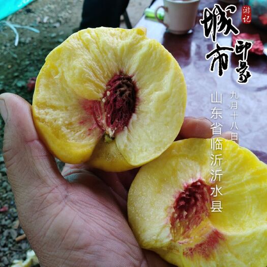 沂水县黄桃树苗 0.5~1米 