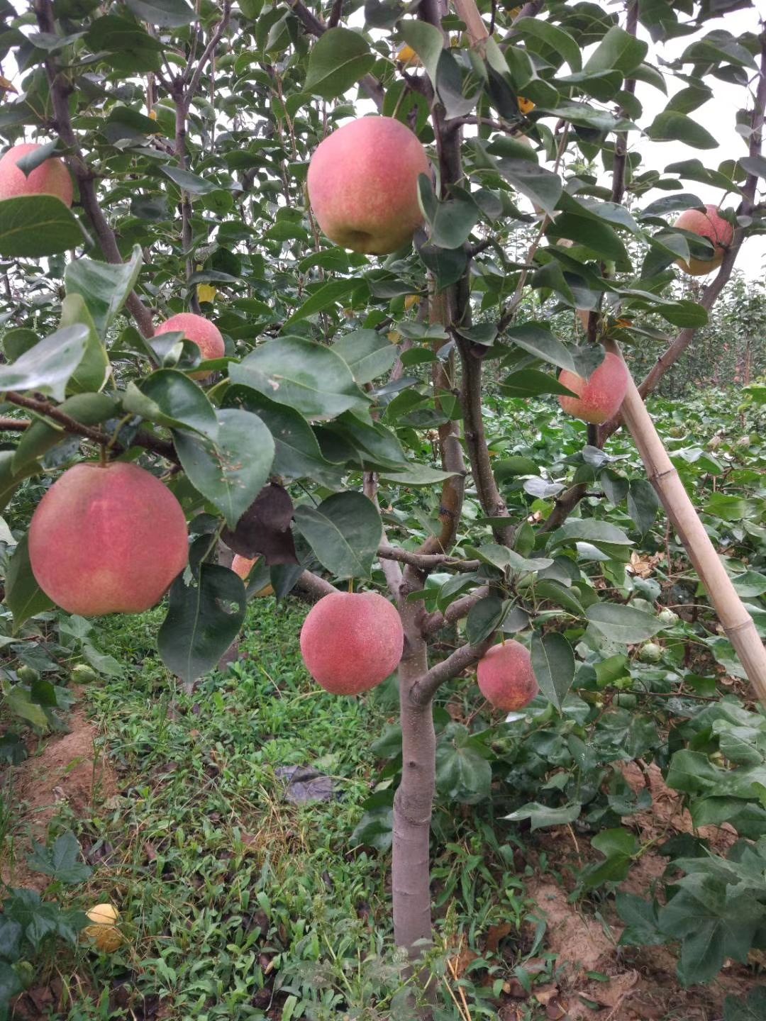 全红梨树苗 0.5~1米 