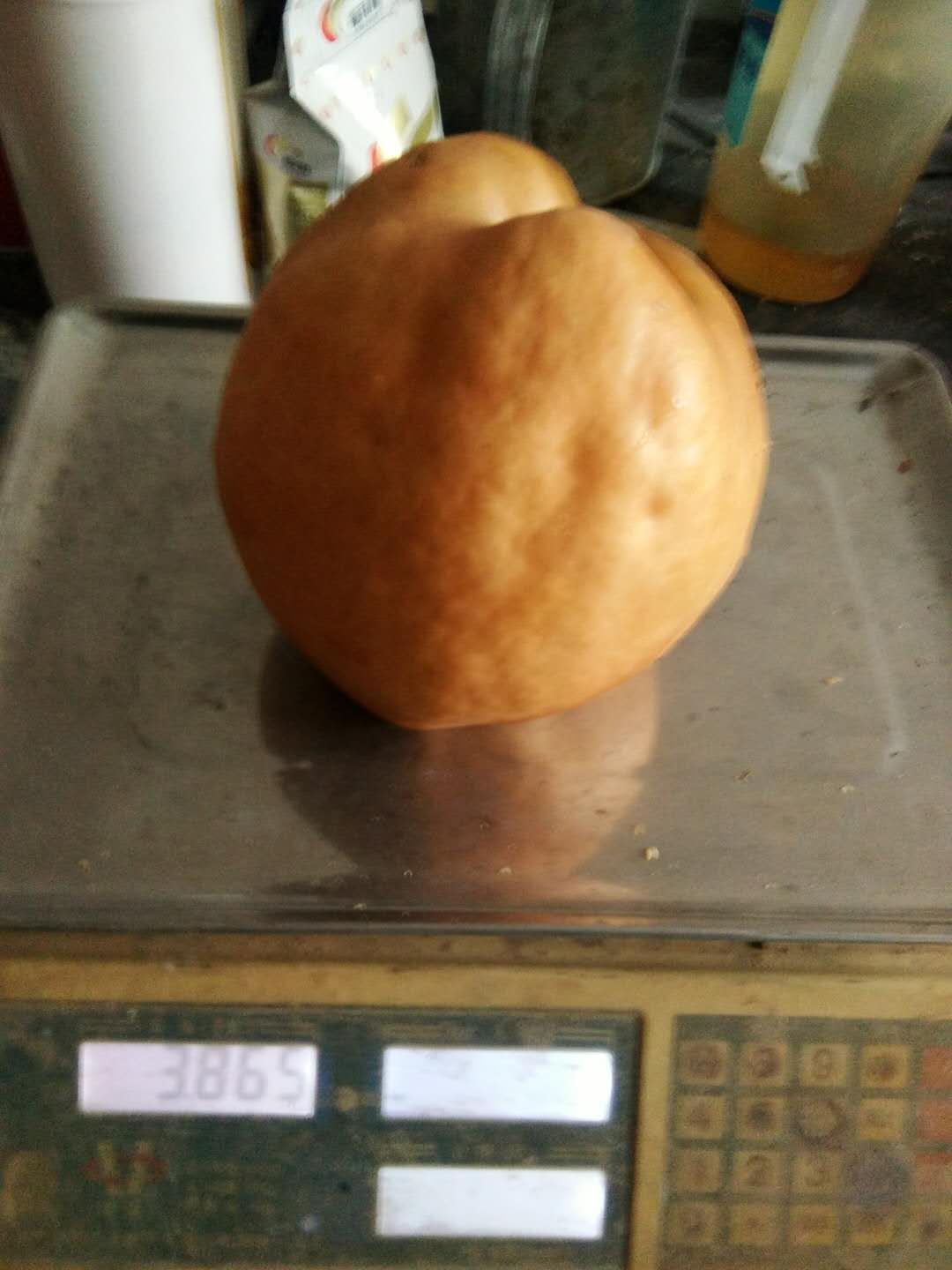 晚秋黄梨  丰水梨产地直销！价格便宜！