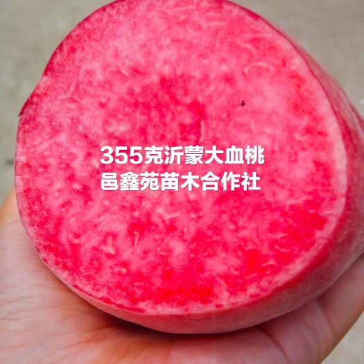 平邑县血桃苗 果型最大的血桃品种，自花授粉极丰产！含糖量15%