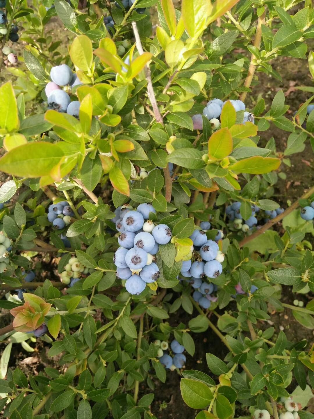 L25蓝莓苗 夏普蓝蓝莓苗