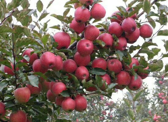 平邑县红肉苹果树苗 1~1.5米