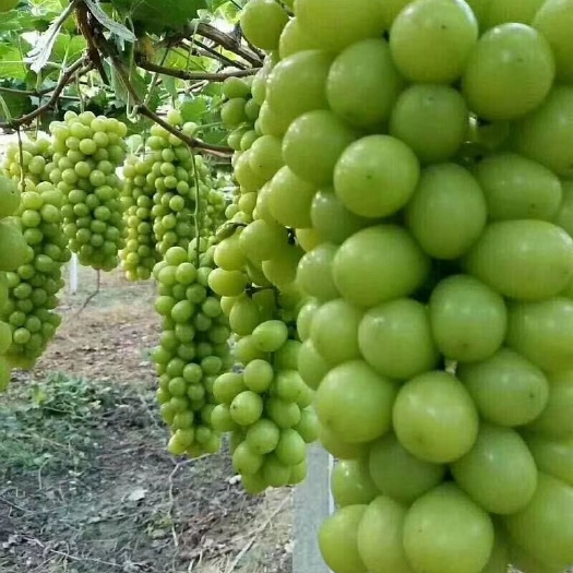 洛阳阳光玫瑰苗 