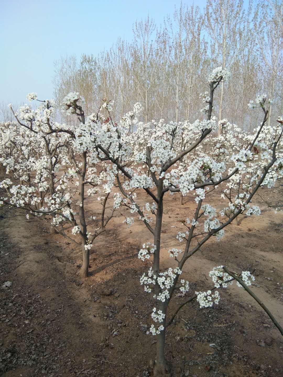晚秋黄梨  丰水梨产地直销！价格便宜！