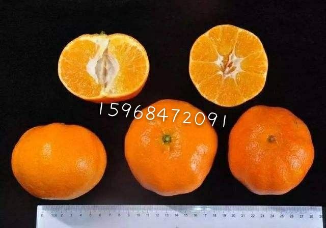 甘平柑橘苗  基地直供 技术支持